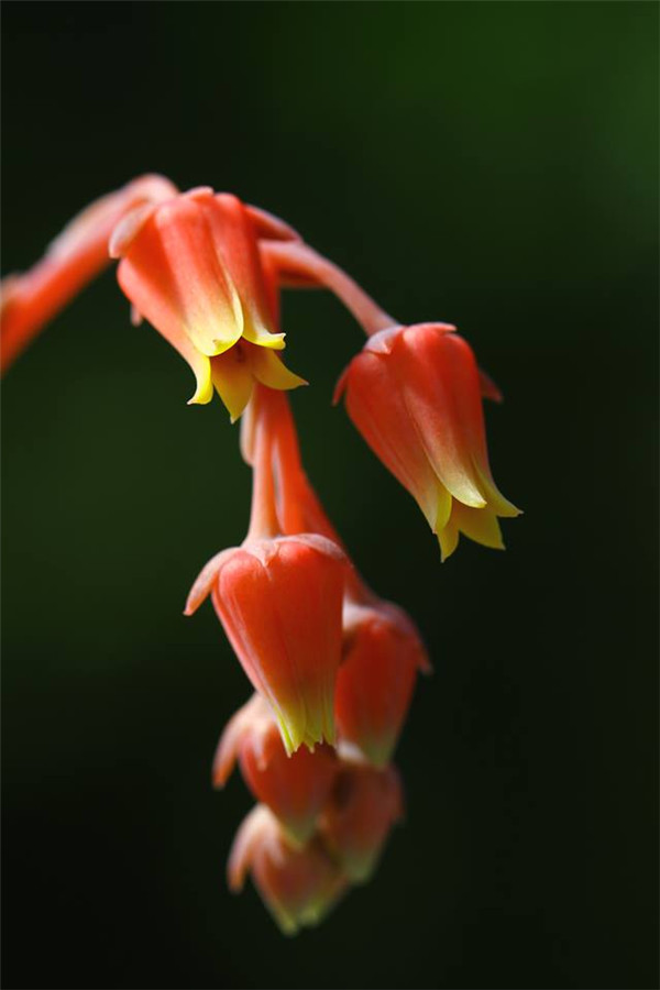 卡罗月影 Echeveria Jalisco's Glow