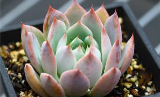 乔恩 Echeveria ‘Jon’