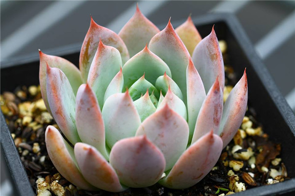 乔恩 Echeveria Jon