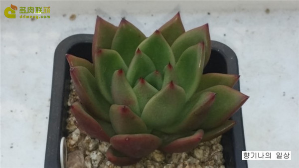 王国 Echeveria agavoides Kingdom