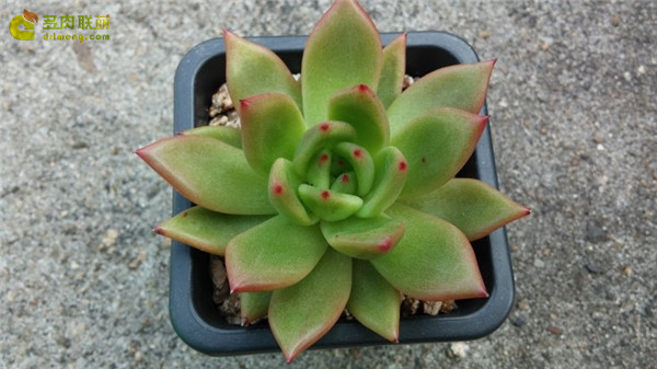 王国 Echeveria agavoides Kingdom