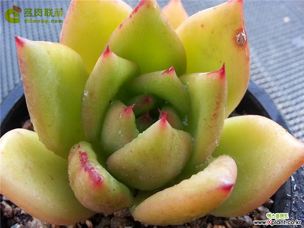 王国 Echeveria agavoides Kingdom