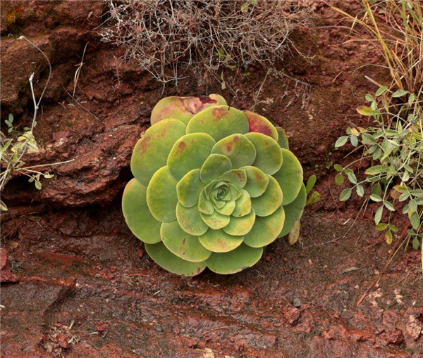 大型山地玫瑰 Aeonium diplocyclum