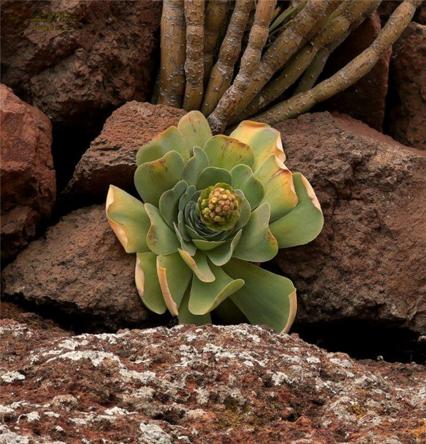 大型山地玫瑰 Aeonium diplocyclum