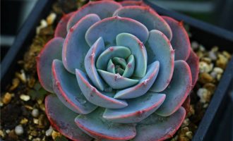 紫霞 Echeveria ‘Lavender Cloud’