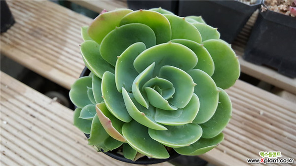 柠檬玫瑰 Echeveria 'Lemon Rose'