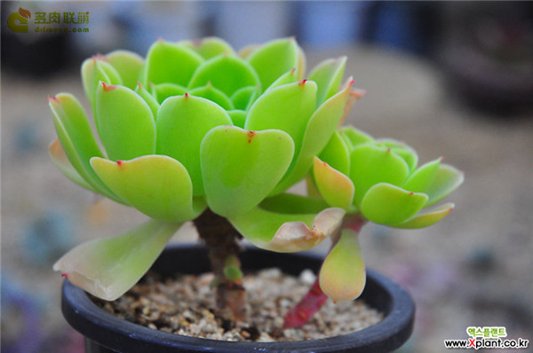 柠檬玫瑰 Echeveria 'Lemon Rose'