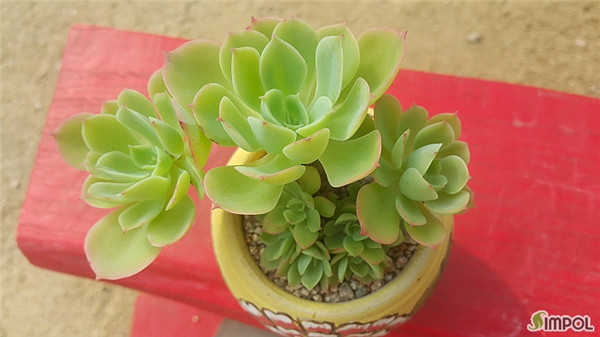 柠檬玫瑰 Echeveria 'Lemon Rose'