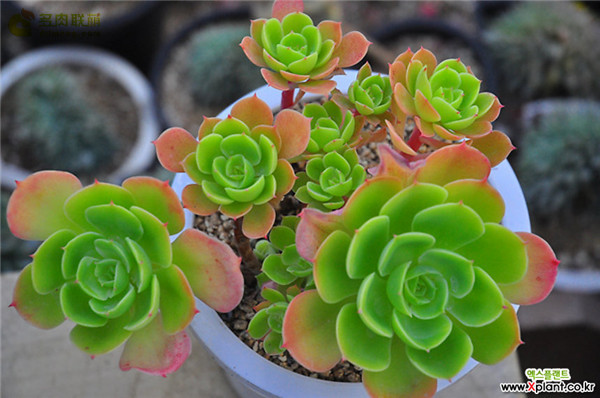 柠檬玫瑰 Echeveria 'Lemon Rose'