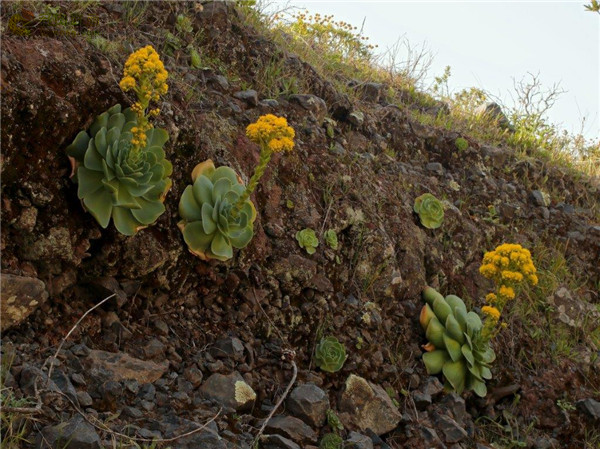 大型山地玫瑰 Aeonium diplocyclum