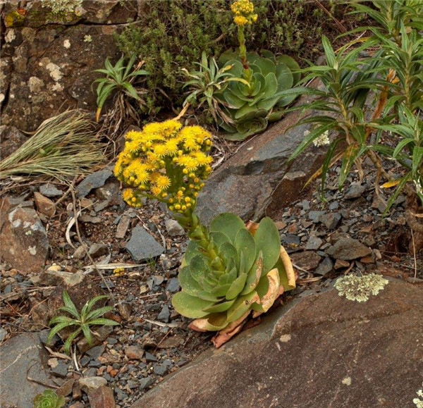 大型山地玫瑰 Aeonium diplocyclum