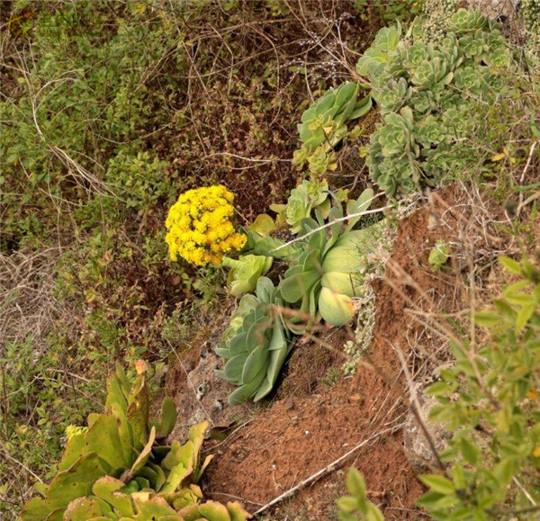 大型山地玫瑰 Aeonium diplocyclum