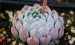 舞月 Echeveria ‘Luna Dancer’