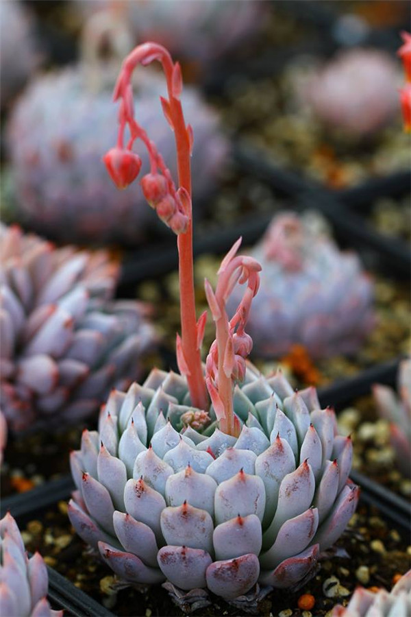 舞月 Echeveria Luna Dancer