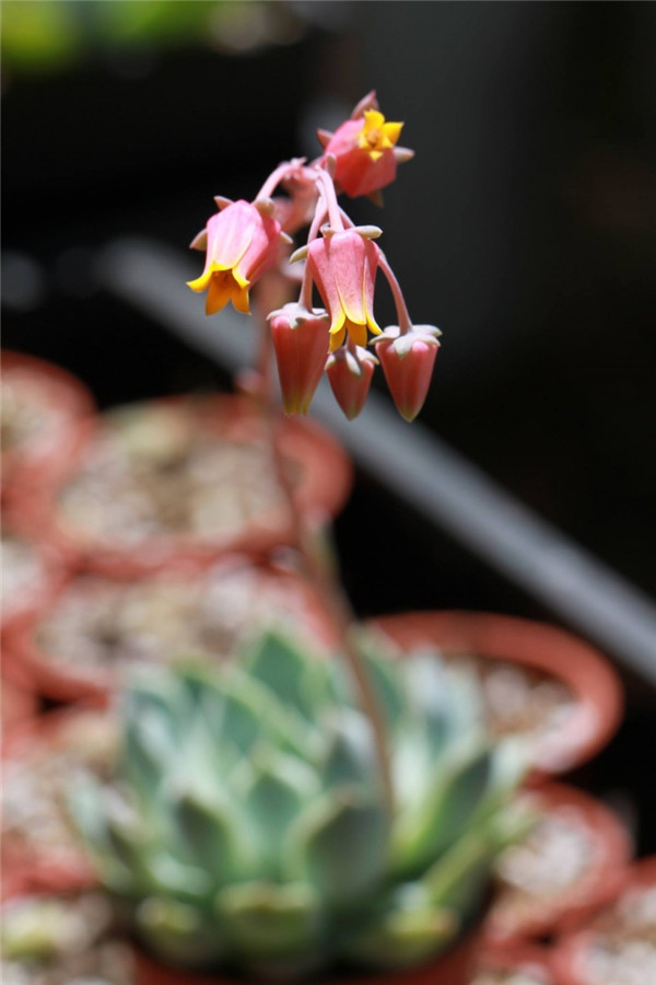 舞月 Echeveria Luna Dancer