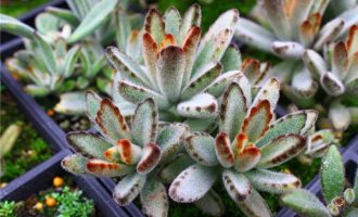 抹茶 Kalanchoe TOMENTOSA ‘Matcha’