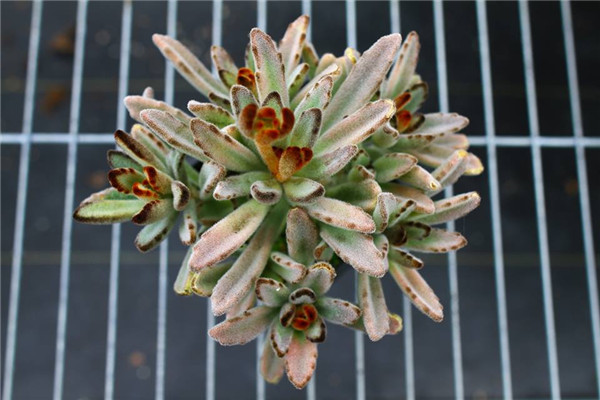 抹茶 Kalanchoe TOMENTOSA Matcha