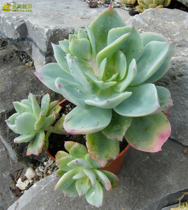 莫凡 Echeveria Morvan