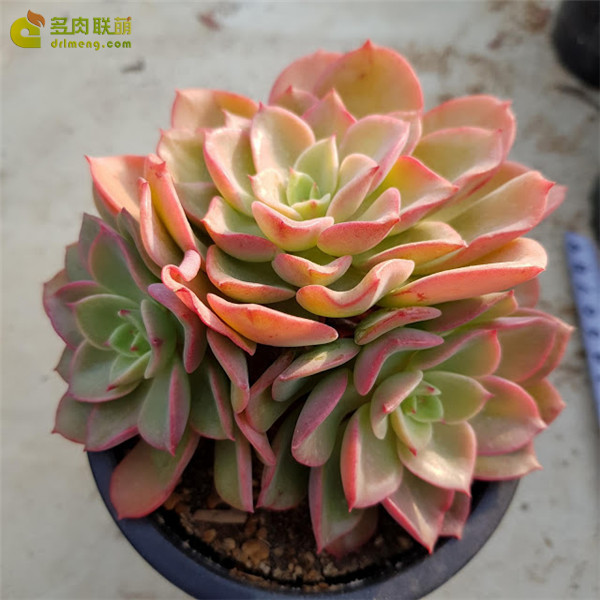 高贵 Echeveria Noble