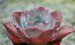 海洋玫瑰 Echeveria ‘Ocean Rose’