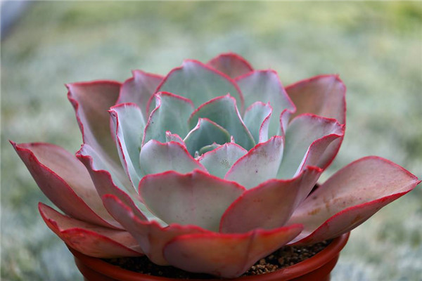 海洋玫瑰 Echeveria Ocean Rose