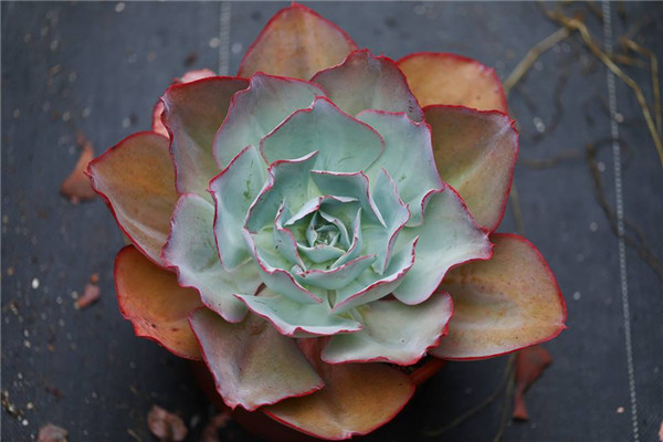 海洋玫瑰 Echeveria Ocean Rose