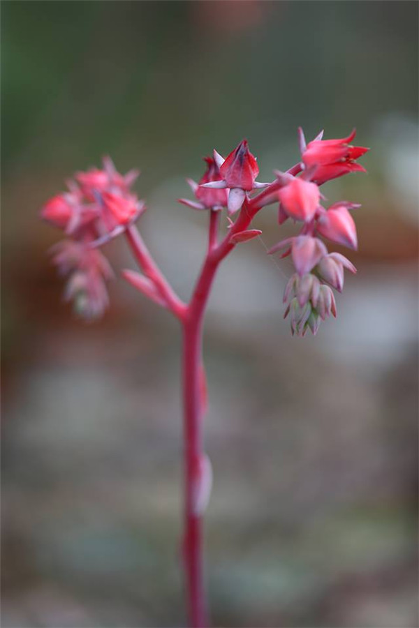 海洋玫瑰 Echeveria Ocean Rose