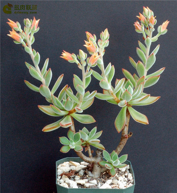 锦之司 Echeveria Pulv-Oliver