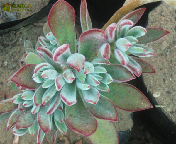 锦之司 Echeveria Pulv-Oliver