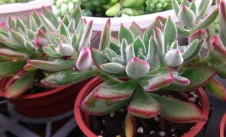 带毛的多肉植物 多肉联萌