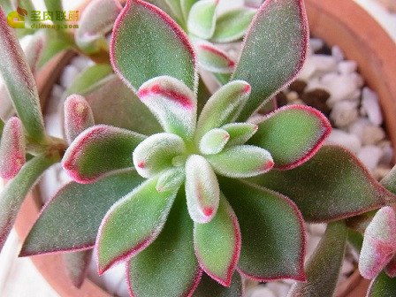 锦之司 Echeveria Pulv-Oliver