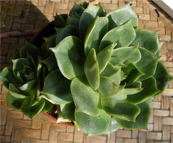 帕瓦 Echeveria Parva