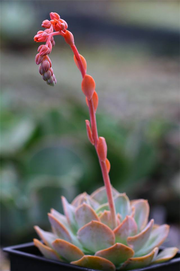 紫彩石莲/粉彩石莲 Echeveria Peafowl