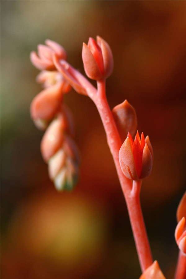 紫彩石莲/粉彩石莲 Echeveria Peafowl