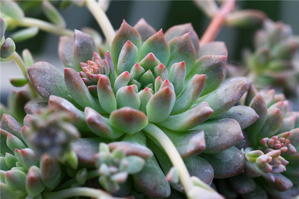 小精灵 Echeveria Peter Pan