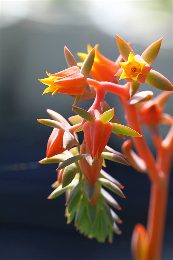 粉红巨人 Echeveria Pink Giant