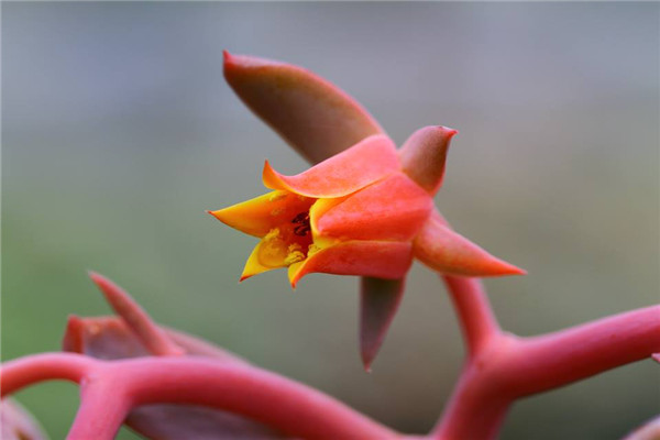 粉红巨人 Echeveria Pink Giant