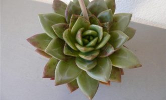 品卡罗 Echeveria ‘Pinkola’
