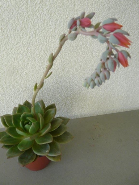 品卡罗 Echeveria Pinkola