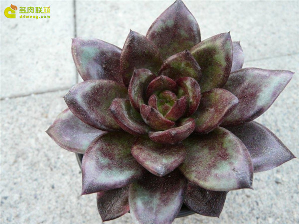 品卡罗 Echeveria Pinkola