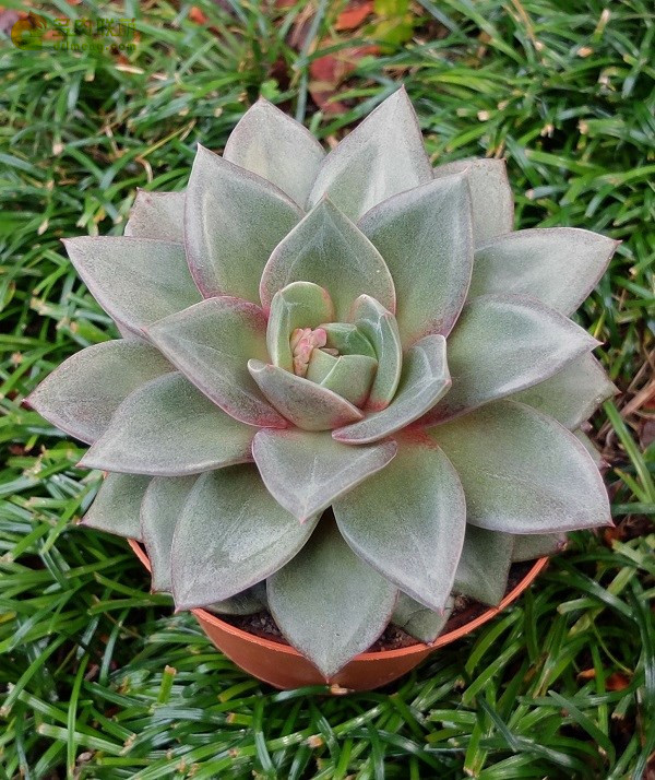 品卡罗 Echeveria Pinkola