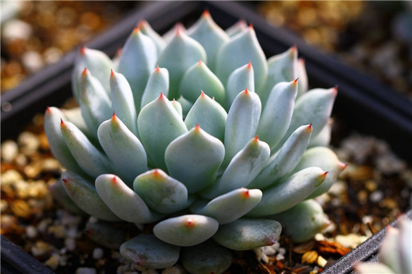 岩之雪狱 Echeveria Prettiness