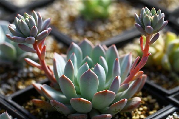 岩之雪狱 Echeveria Prettiness