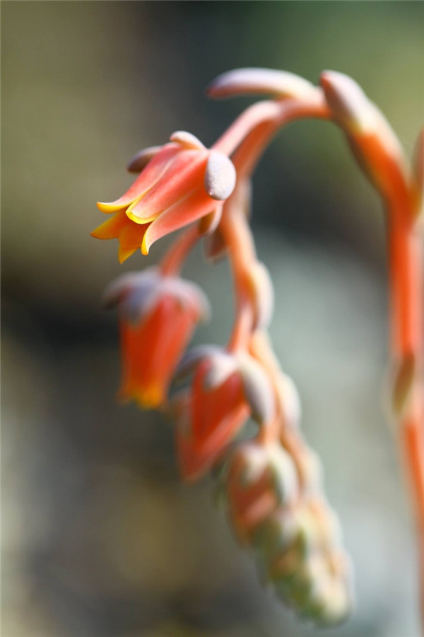岩之雪狱 Echeveria Prettiness