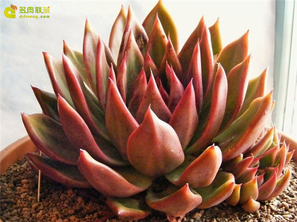 相府莲 Echeveria agavoides Prolifera