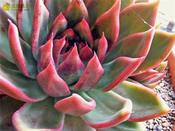 相府莲 Echeveria agavoides Prolifera