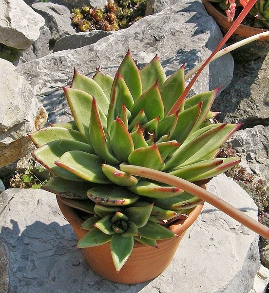 相府莲 Echeveria agavoides Prolifera