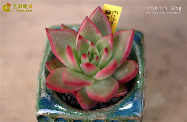 相府莲 Echeveria agavoides Prolifera