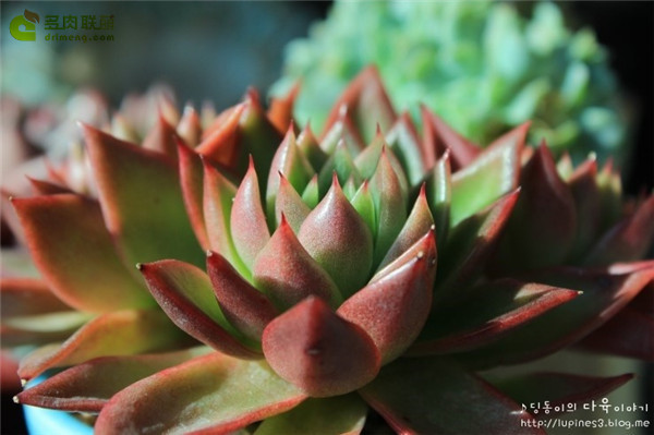 相府莲 Echeveria agavoides Prolifera