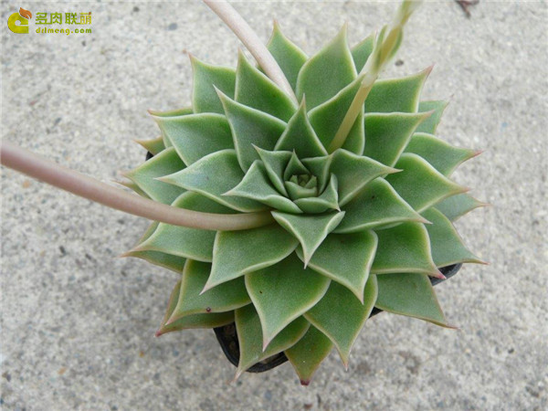 Echeveria Pua